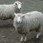 弘法山の羊