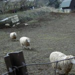 弘法山の羊