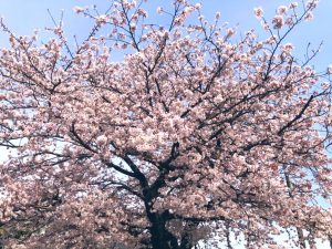 秦野　桜